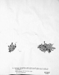 Peltigera polydactyla image